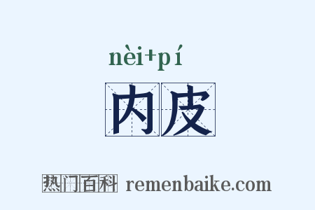 内皮是什么意思的图片